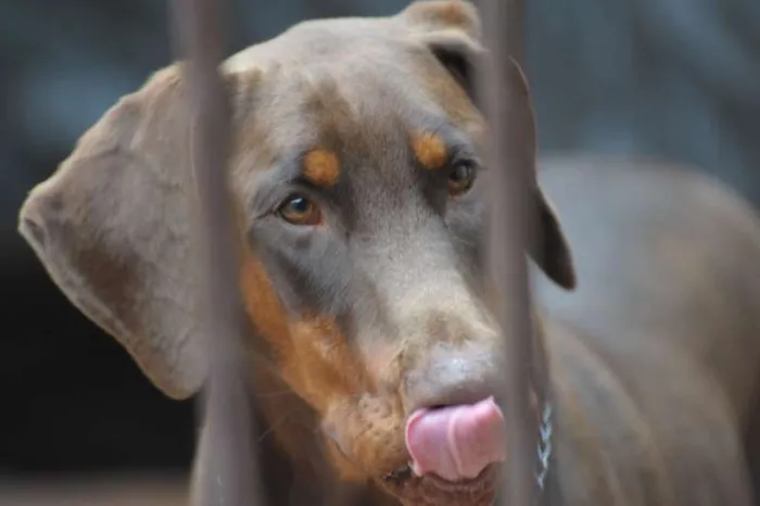 Cachorro ra a Dobermann idade 1 ano nome Lobo