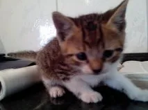 Gato raça vira lata idade Abaixo de 2 meses nome nenhum