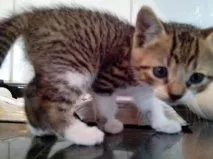 Gato ra a vira lata idade Abaixo de 2 meses nome nenhum