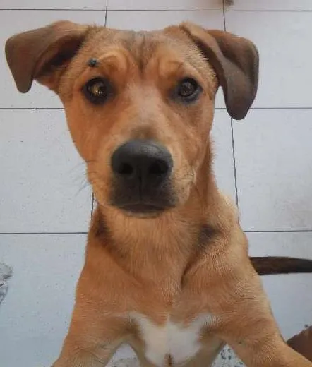 Cachorro ra a SRD idade 2 a 6 meses nome BOB