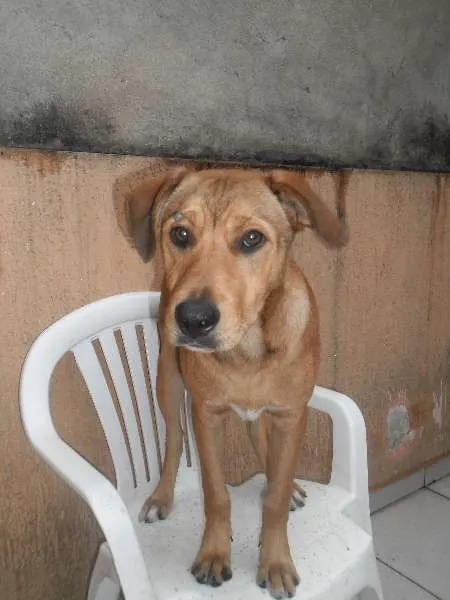 Cachorro ra a SRD idade 2 a 6 meses nome BOB