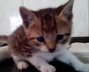 Gato ra a vira lata idade Abaixo de 2 meses nome nenhum