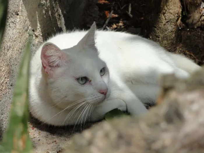 Gato ra a SRD idade 5 anos nome Bina