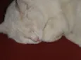 Bina