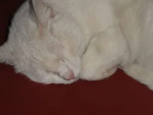 Gato raça SRD idade 5 anos nome Bina