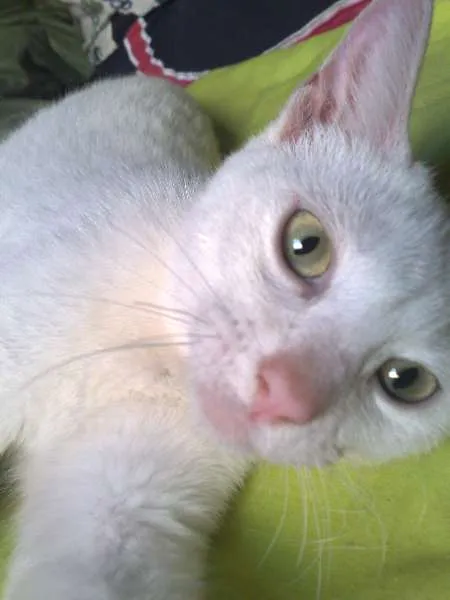 Gato ra a SRD idade 5 anos nome Bina