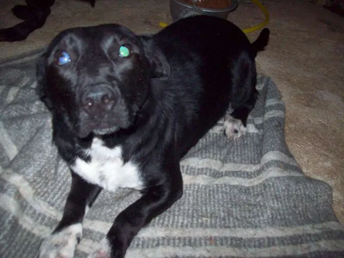 Cachorro ra a SRD idade 4 anos nome Toby