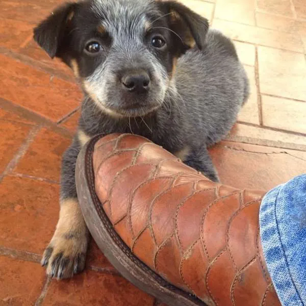 Cachorro ra a Blue Heleer idade Abaixo de 2 meses nome Baronesa GRATIFICA