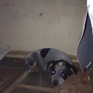 Cachorro raça Blue Heleer idade Abaixo de 2 meses nome Baronesa GRATIFICA