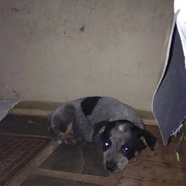 Cachorro ra a Blue Heleer idade Abaixo de 2 meses nome Baronesa GRATIFICA
