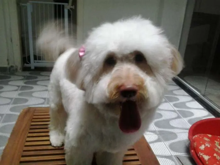 Cachorro ra a poodle idade 2 anos nome Nina