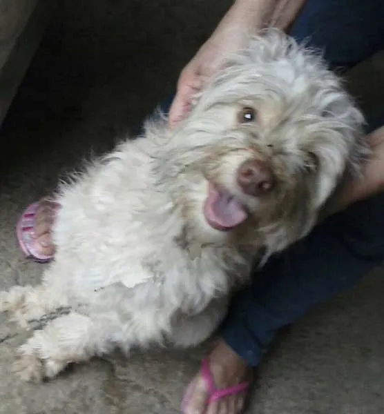 Cachorro ra a Poodle mestiça idade 2 anos nome Bellinha