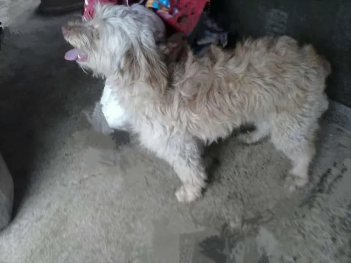 Cachorro ra a Poodle mestiça idade 2 anos nome Bellinha