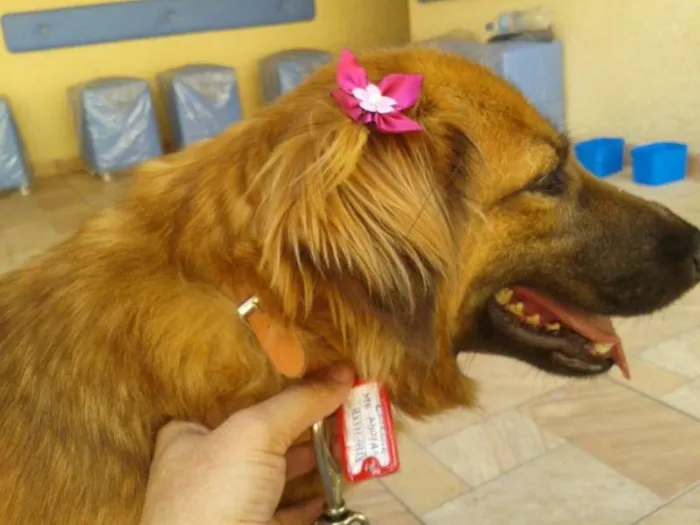 Cachorro ra a SRD idade 2 anos nome Charlote