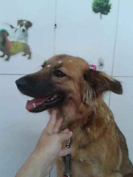 Cachorro ra a SRD idade 2 anos nome Charlote