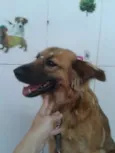 Charlote