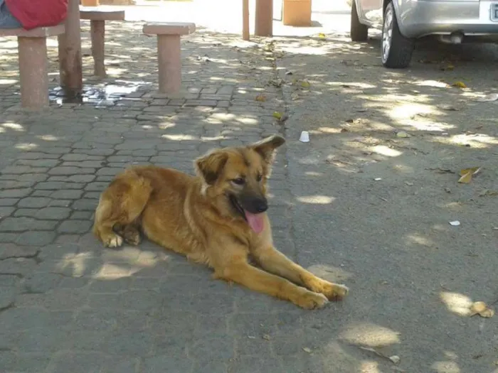 Cachorro ra a SRD idade 2 anos nome Charlote