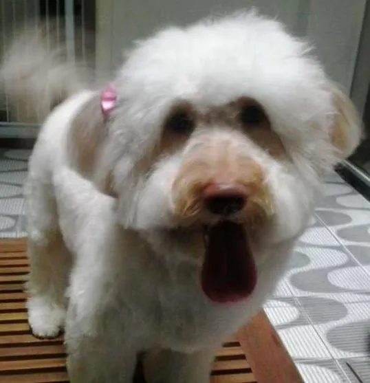 Cachorro ra a poodle idade 2 anos nome Nina