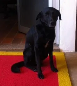 Cachorro raça SRD idade 4 anos nome Nina