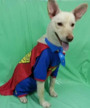 Cachorro raça  idade 1 ano nome coringa