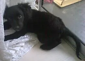 Cachorro raça indefinida idade 2 a 6 meses nome Dudú