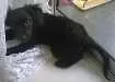 Cachorro raça indefinida idade 2 a 6 meses nome Dudú