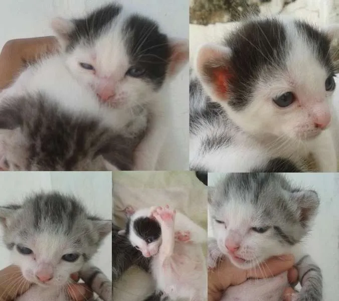 Gato ra a  idade Abaixo de 2 meses nome sem nome