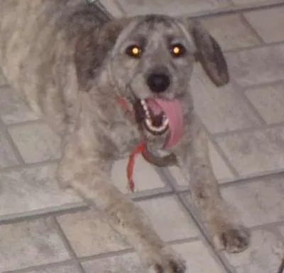 Cachorro ra a Poodle idade 7 a 11 meses nome Sofia