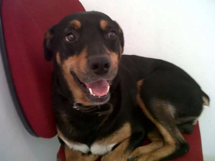 Cachorro ra a Rottweiler idade  nome Juca