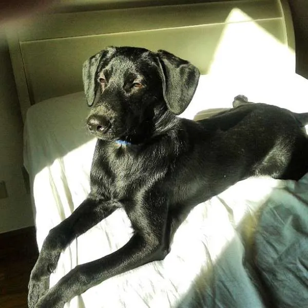 Cachorro ra a SRD idade 7 a 11 meses nome BORYS