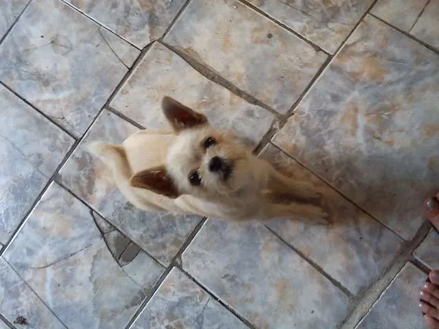 Cachorro ra a mestiço idade 2 anos nome tico