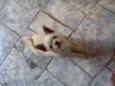 tico