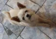 tico
