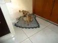 Pequeno