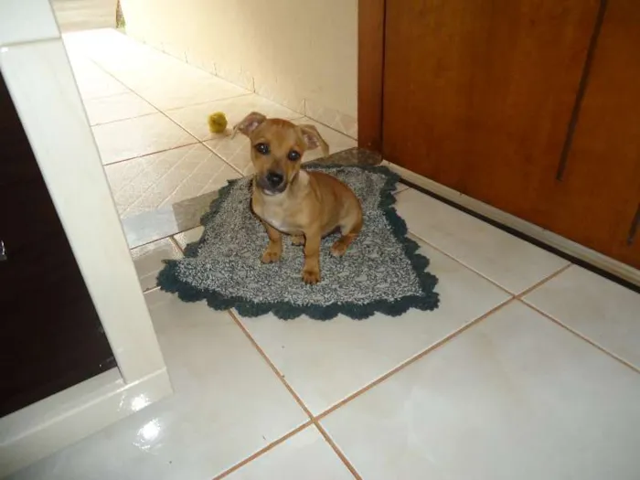 Cachorro ra a SRD idade 7 a 11 meses nome Pequeno