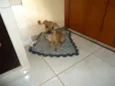 Pequeno