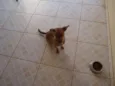 Pequeno