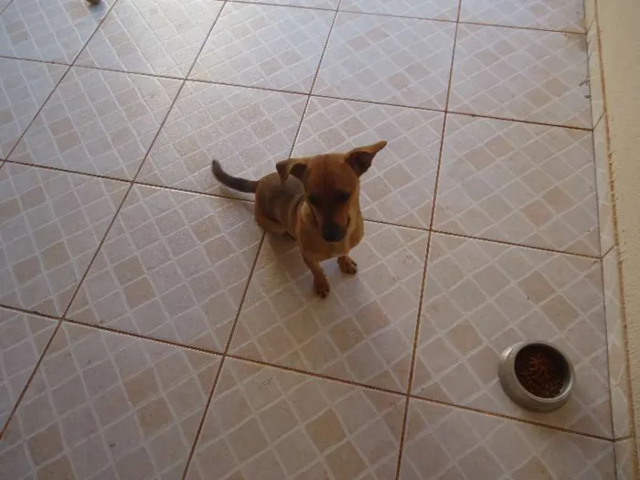 Cachorro ra a SRD idade 7 a 11 meses nome Pequeno