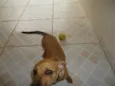 Pequeno