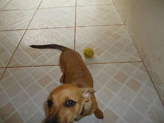 Cachorro ra a SRD idade 7 a 11 meses nome Pequeno