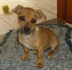 Cachorro ra a SRD idade 7 a 11 meses nome Pequeno