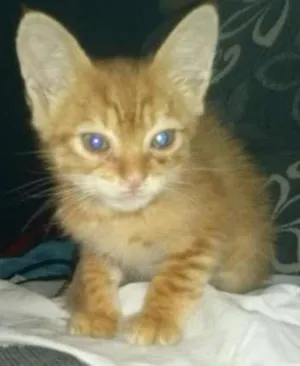 Gato raça não tem idade Abaixo de 2 meses nome não tem