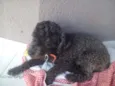 Cãozinho
