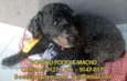 Cãozinho