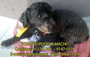 Cachorro raça Poodle idade  nome Cãozinho