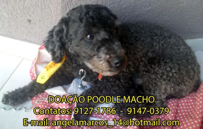 Cachorro ra a Poodle idade  nome Cãozinho