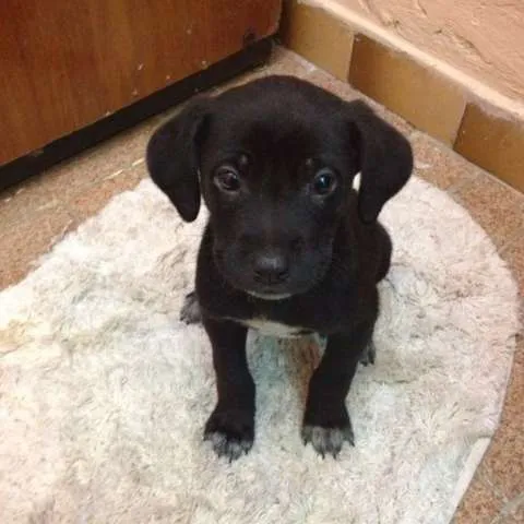 Cachorro ra a  idade Abaixo de 2 meses nome não tem