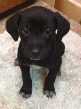 Cachorro ra a  idade Abaixo de 2 meses nome não tem