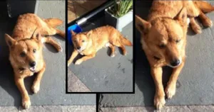 Cachorro raça SRD idade 6 ou mais anos nome Momo