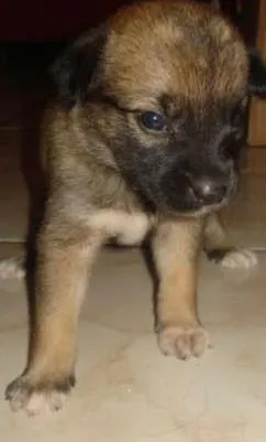 Cachorro ra a SRD idade Abaixo de 2 meses nome Sem nome